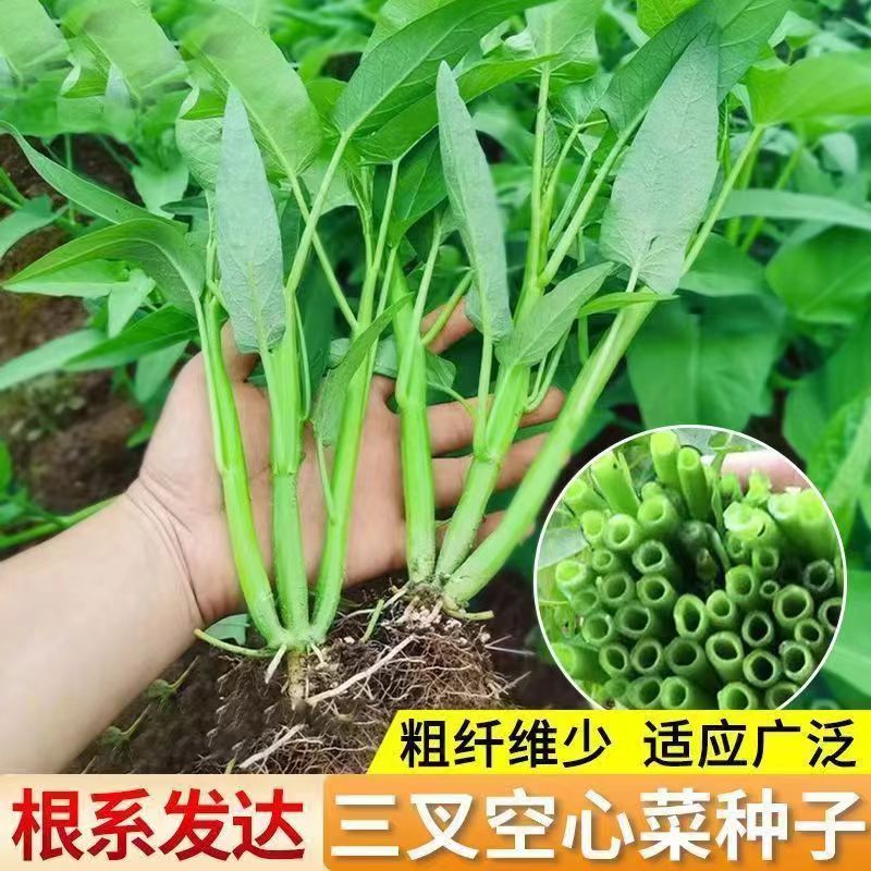 空心菜四季播种室外阳台盆栽水培