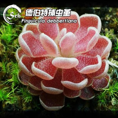 德伯特捕虫堇丨Pinguicula debbertiana丨食虫植物&ldquo;吃