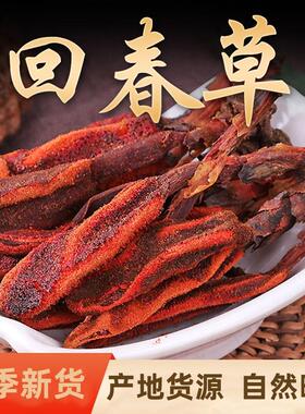 回春草 顶天柱 中药材泡酒料泡水不老草产地货源当季新货自然晾晒