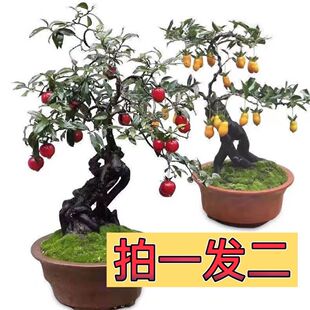 特价】【买一送一】今年开花金弹子观赏盆景老桩四季好养公母挂果