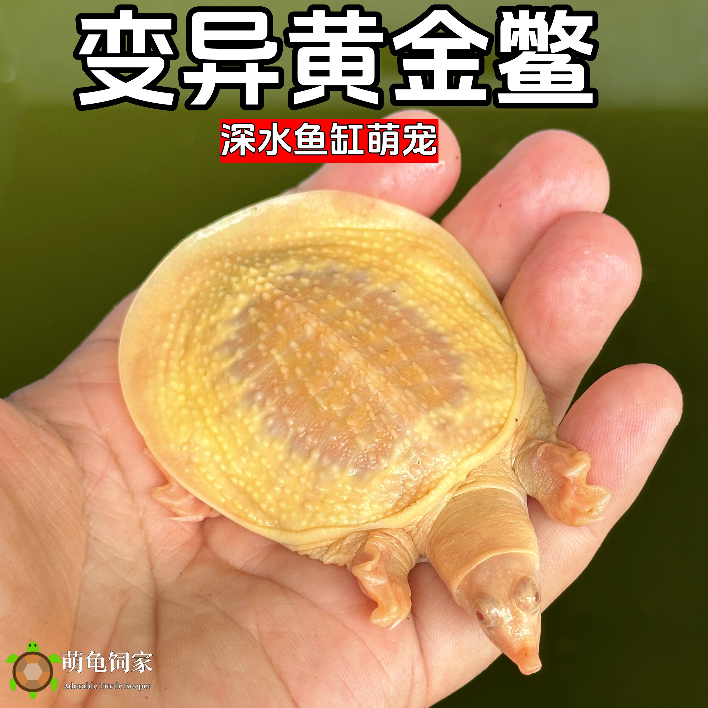黄金鳖观赏鱼深水混养鳖黄化鳖变异宠物深水龟鳖红眼黄金龟鳖