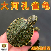 萌龟大河甜甜圈龟尼加拉瓜孔雀彩龟深水龟活体宠物乌龟东部佛州
