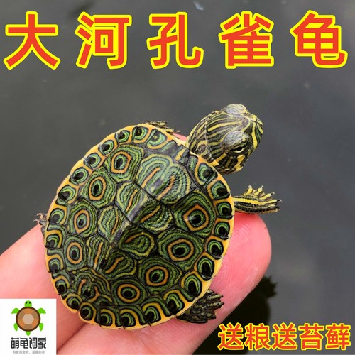 萌龟饲家大河甜甜圈孔雀龟情侣龟