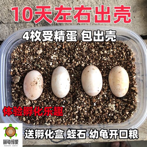 萌龟饲家乌龟孵化受精蛋包孵化
