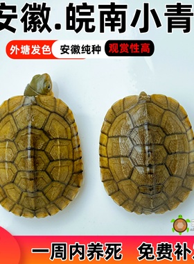 安徽纯种小青龟皖南三黄黄喉龟幼龟苗观赏宠物乌龟活物发色石金钱
