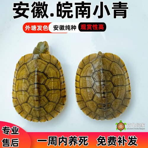 萌龟饲家安徽发色三黄小青黄喉龟