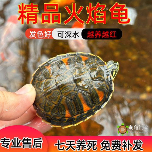 萌龟饲家宽纹火焰龟混养素食龟