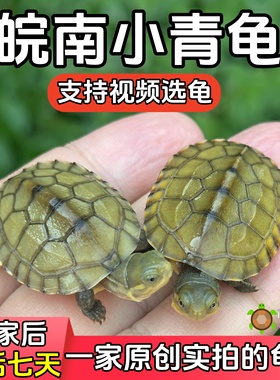 安徽纯种北石小青龟黄喉拟水龟皖南石金钱情侣龟乌龟活体宠物小龟
