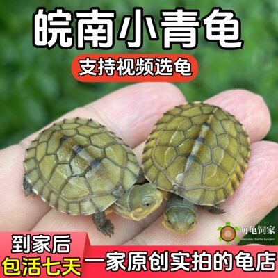 安徽纯种北石小青龟黄喉拟水龟皖南石金钱情侣龟乌龟活体宠物小龟