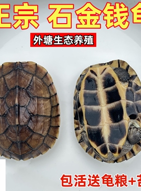 金钱龟活体长寿龟观赏网红小乌龟长寿情侣龟南石金钱龟小青宠物龟