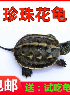 萌龟中华草龟珍珠龟花龟台湾六线草龟乌龟活物观赏宠物情侣活体龟