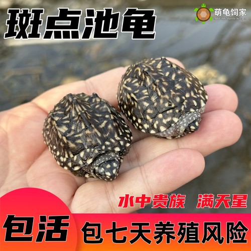 萌龟饲家斑点雪花龟外塘满天星