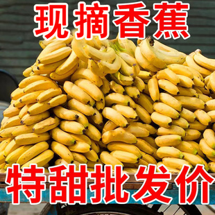 广西高山香蕉大香蕉现摘10斤新鲜水果批发生青芭蕉米蕉banana绿皮