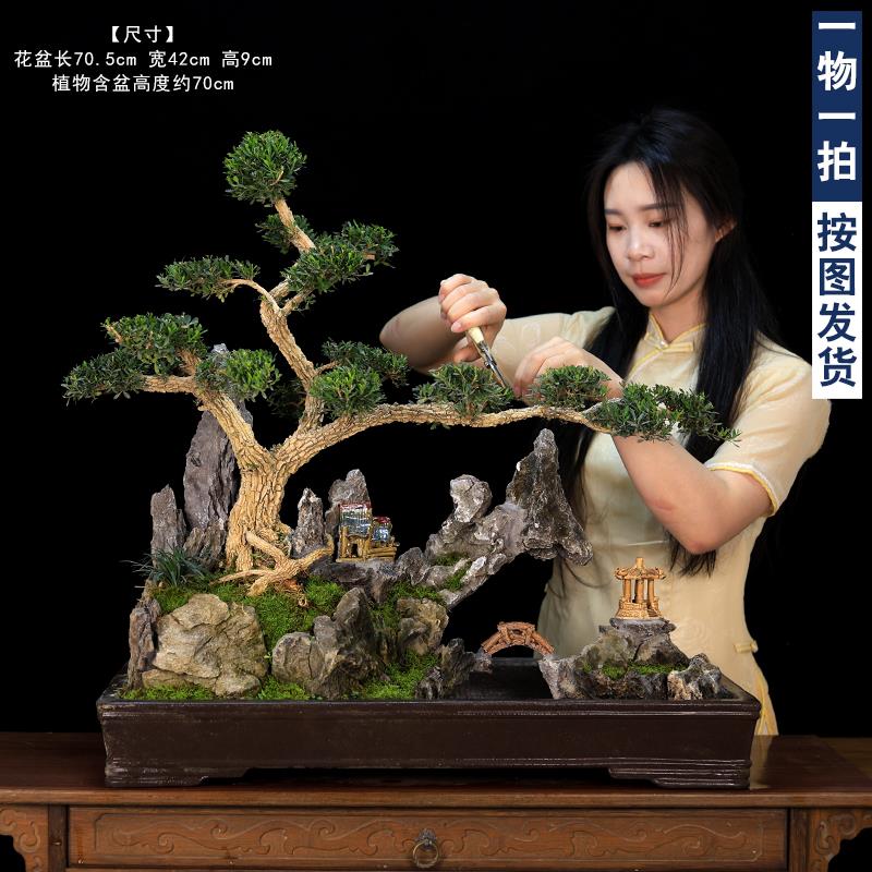 雀舌皱皮黄杨盆景植物大型老桩室内客厅假山造型树桩庭院绿植盆栽