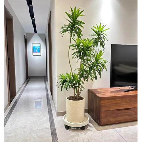 金边百合竹金心室内大型观叶绿植办公室盆栽客厅北欧大绿植