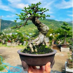 常青植物一物一拍 小叶榔榆树盆景提根造型老桩阳台办公桌盆栽四季