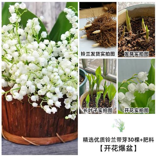 小众高货铃兰花苗l盆栽成品带芽带根室内阳台桌面耐寒植物种球好