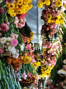 原杆真花麦秆菊云南干花七彩菊无染色装 饰插花吊顶雏菊油画风花束