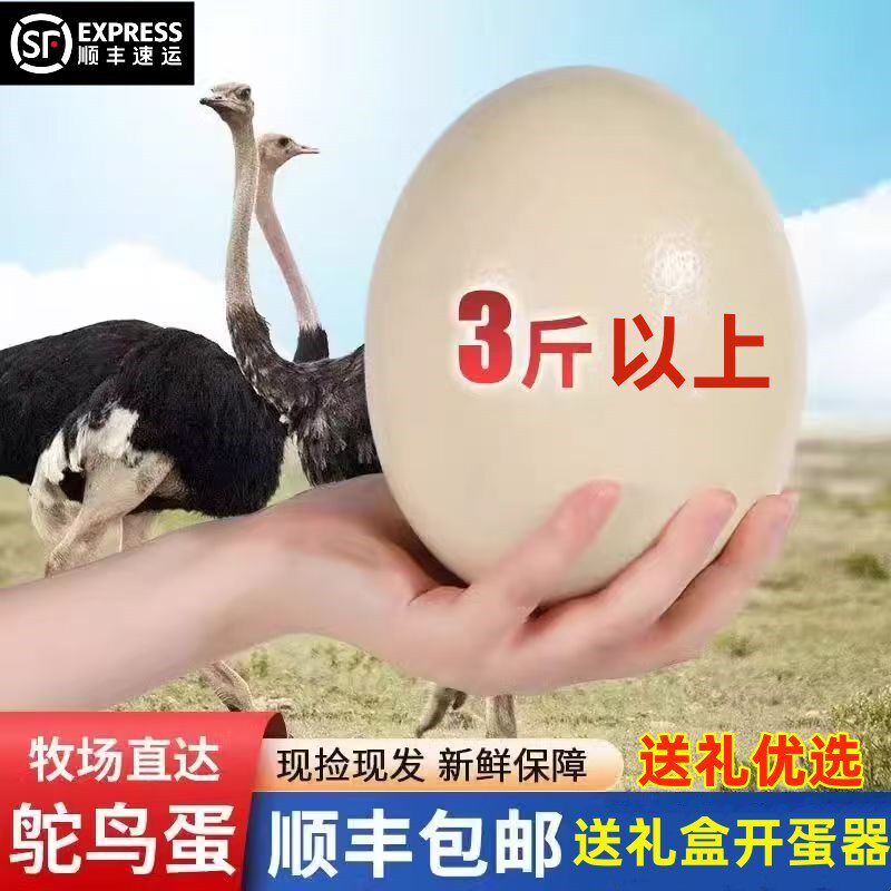 顺丰可食用鸵鸟蛋新鲜巨大号现捡其它