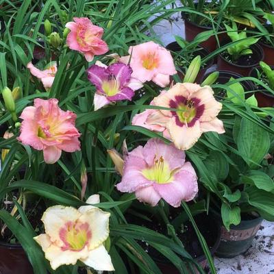 花香门第进口大花萱草忘忧草地被宿根花卉耐寒庭园阳台裸根苗