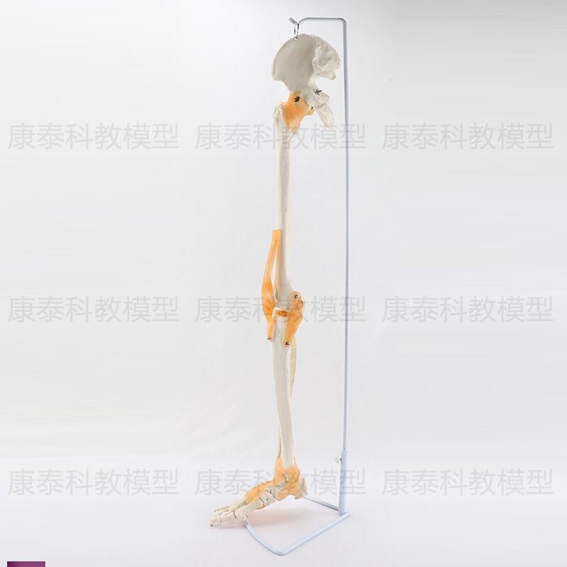 人体骨骼模型塑料仿真骨假骨手骨尺骨桡骨M肱骨腿骨膝关节胫骨脚-封面
