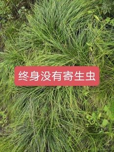 草 长白山靰鞡草干草 淡淡 冬暖夏凉净化空气 放在房间里 香