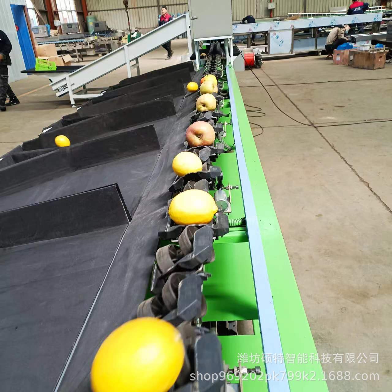 沃柑重量分选机柑橘分选机 水果分级机 称重选果机