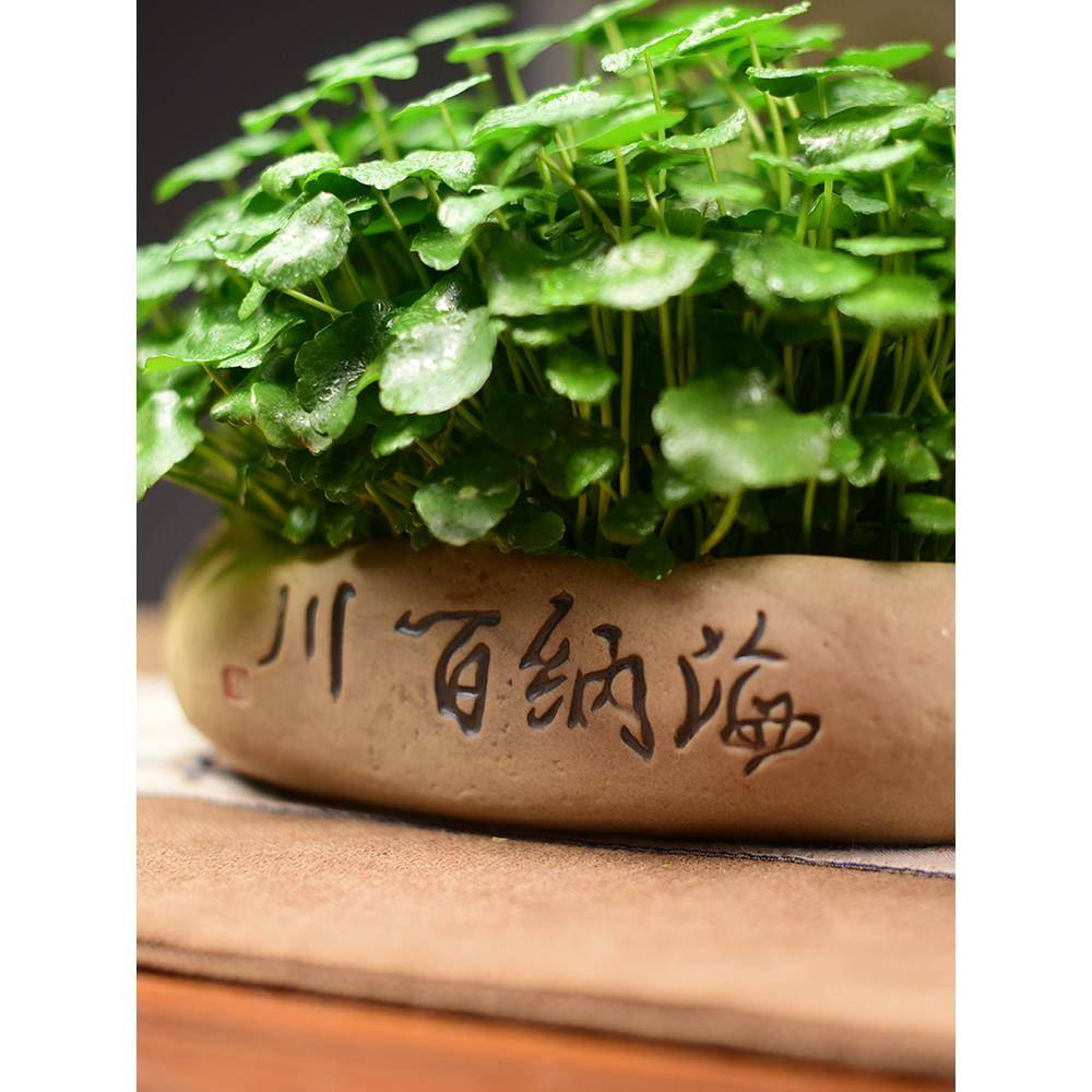 铜钱草水培植物金钱大叶子水养盆栽创意四季好养客厅室内绿植花卉