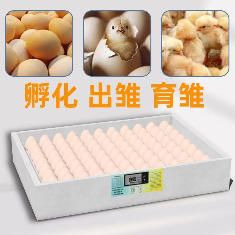 新疆包邮(超高出壳率)中