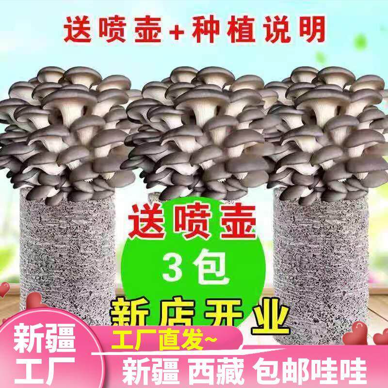 新疆西藏包邮【买一发三】家庭蘑菇菌包食用菌室内蘑菇种植菌棒种