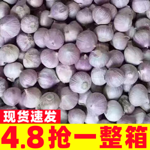 云南独头蒜紫皮大蒜干大蒜头新鲜红独蒜头现挖蒜3斤大理新蒜紫