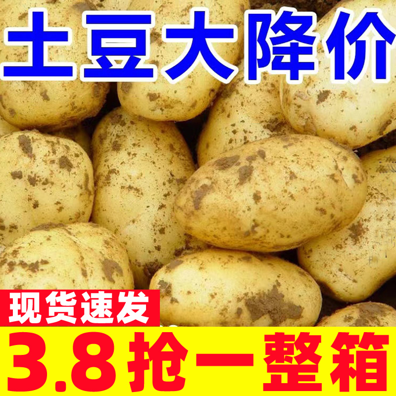 恩施大土豆黄皮黄心软糯香甜洋芋