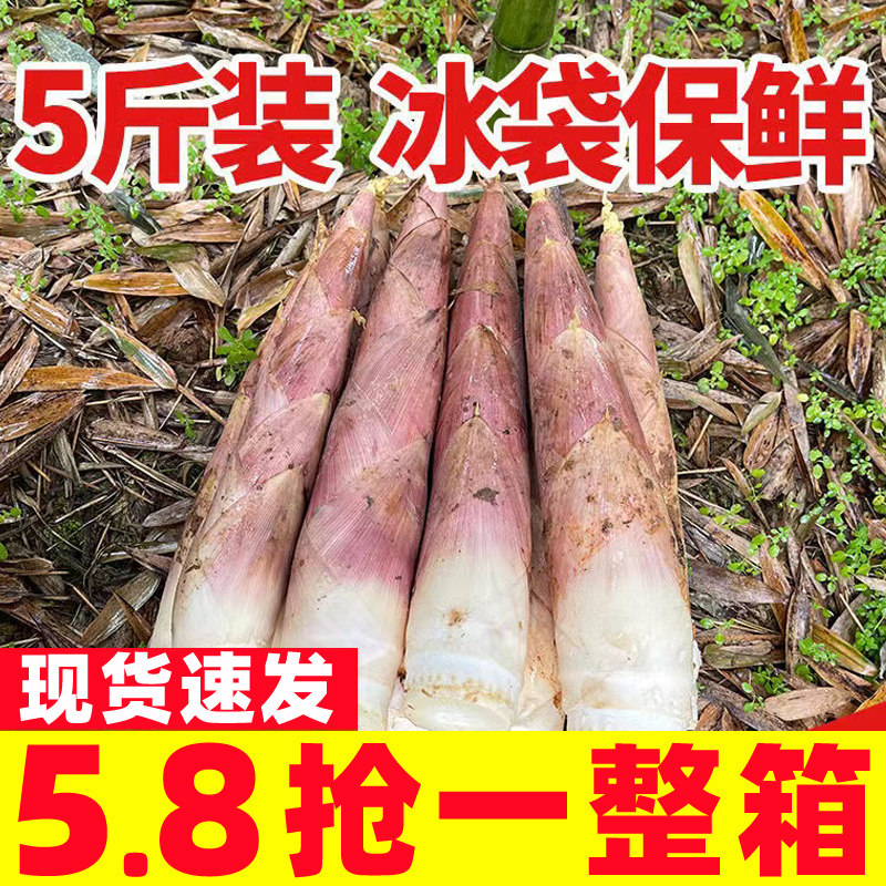 生竹笋新鲜现挖福建冬笋雷竹笋春笋尖农家蔬菜竹笋去老根5斤冬笋