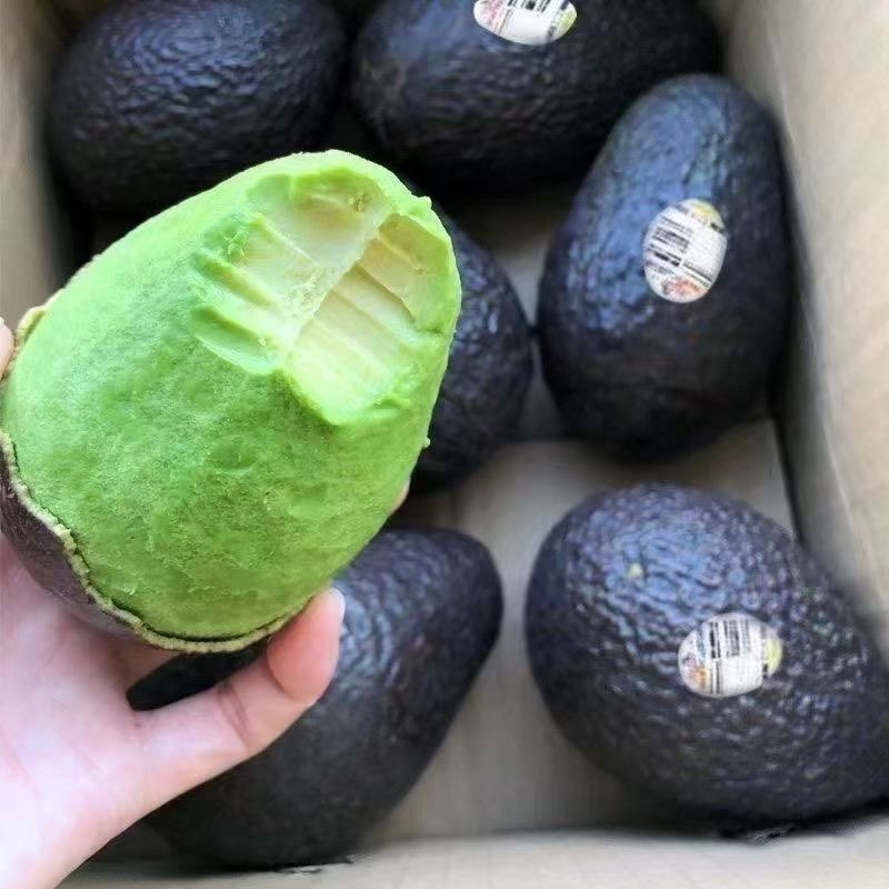 云南新鲜现摘牛油果当季