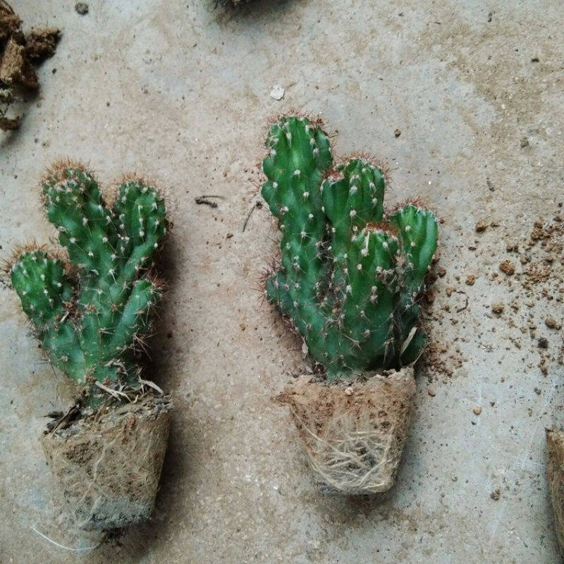 园艺山影盆栽虎头山盆栽植物虎头蜂盆栽微景观迷你山影5cm高一颗