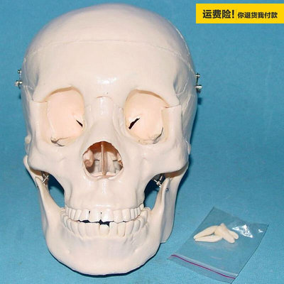 1.:1人体头骨模型人体骨骼拼装模型骷髅头骨