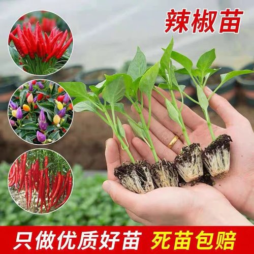 薄皮椒长线椒螺丝椒苗朝天椒苗