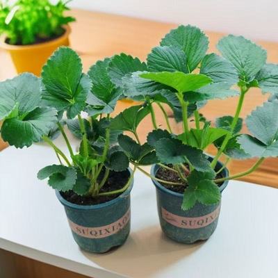 草莓苗加仑盆原盆原土四季种植