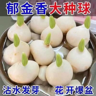 进口水培郁金香种球土培