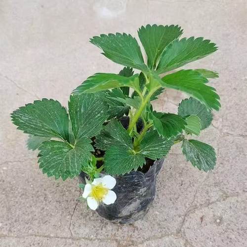 四季奶油草莓黑杯苗红颜白草莓