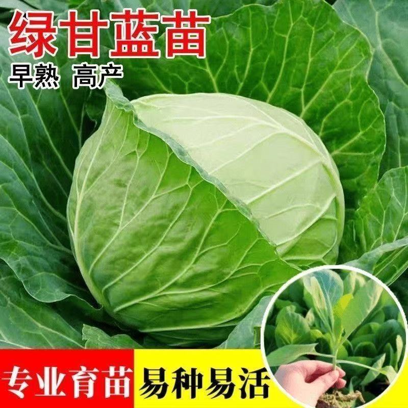 西蓝花秧苗花菜苗新鲜甘蓝包菜苗带土耐寒耐热秋冬易种基地直发