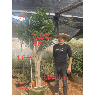 九里香盆栽植物盆景老桩树桩熟桩室内绿植驱蚊四季 花卉九里香好养