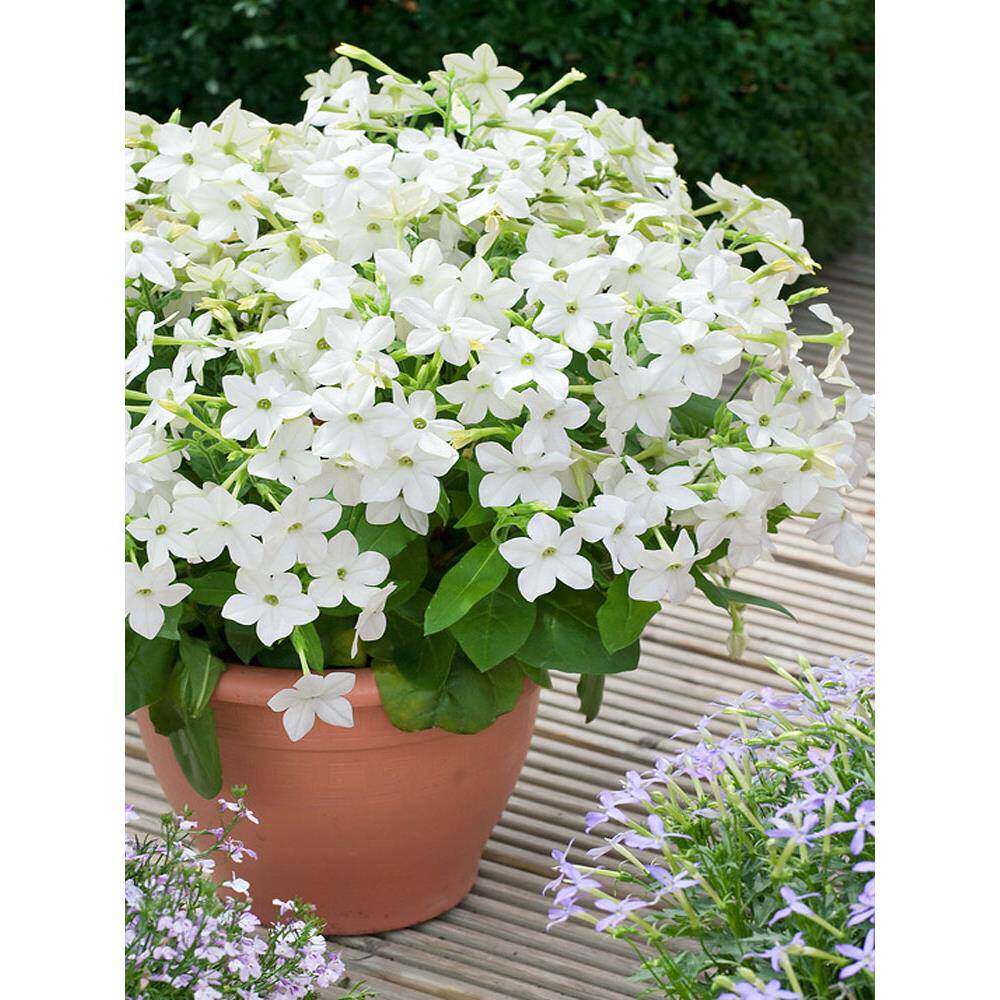 深山花奴 矮品种花烟草小苗苹果花阳台庭院盆栽花园花境耐寒花卉