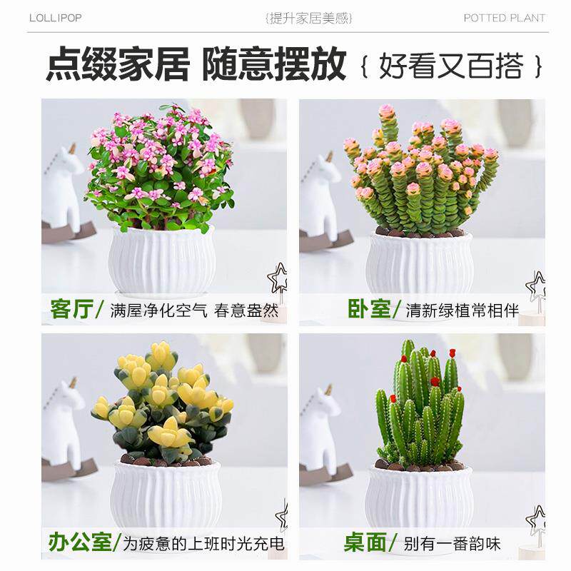 多肉植物盆栽聚财山金钱木绿植
