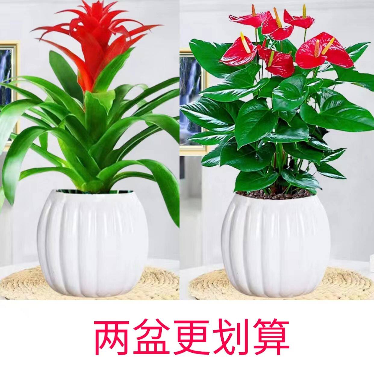 鸿运当头紫罗兰富贵多子富贵多子盆栽室内花卉绿植喜庆桌面好养