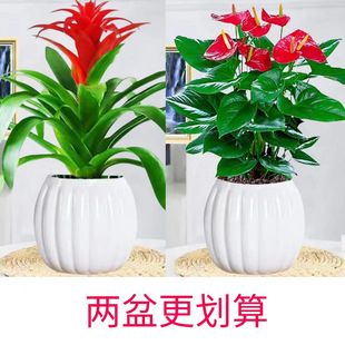 鸿运当头紫罗兰富贵多子富贵多子盆栽室内花卉绿植喜庆桌面好养