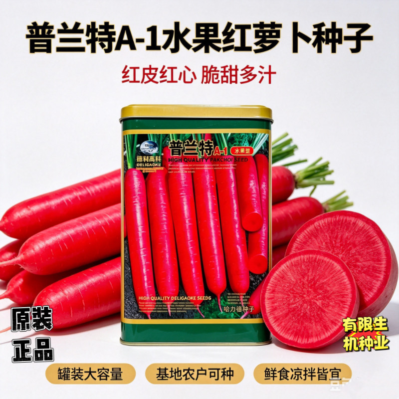 德利高科普兰特A-1水果胡萝卜种子 胡萝卜种籽 大田基地蔬菜种孑