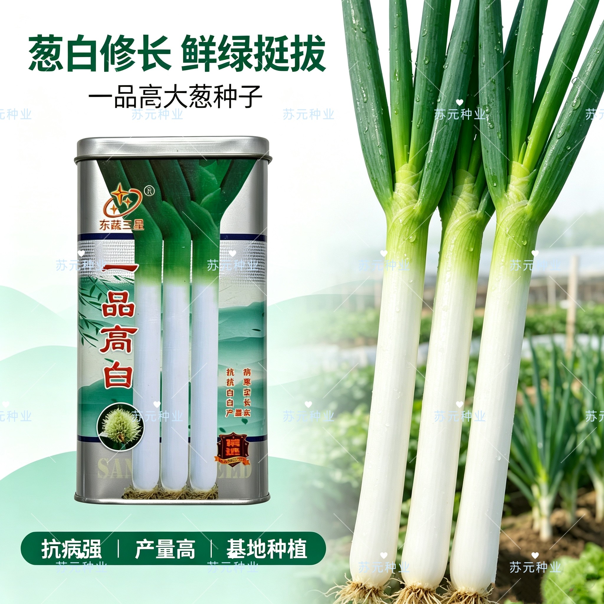 一品高白章丘大葱种子抗病抗寒葱白长实产量高根系发达抗倒伏耐肥