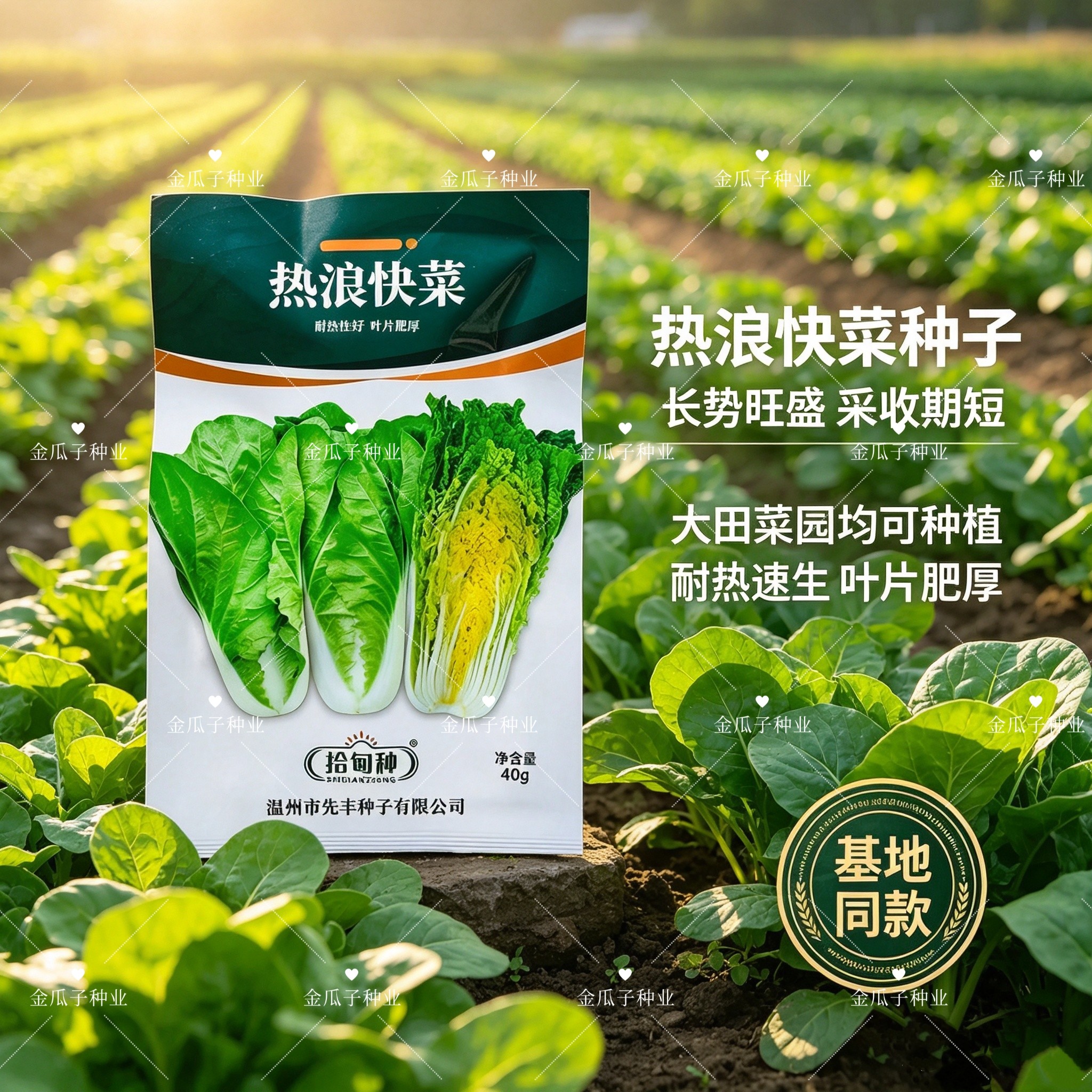 拾甸种热浪快菜种子杂交种外叶深绿色叶稍微皱有光泽叶肉厚叶帮白