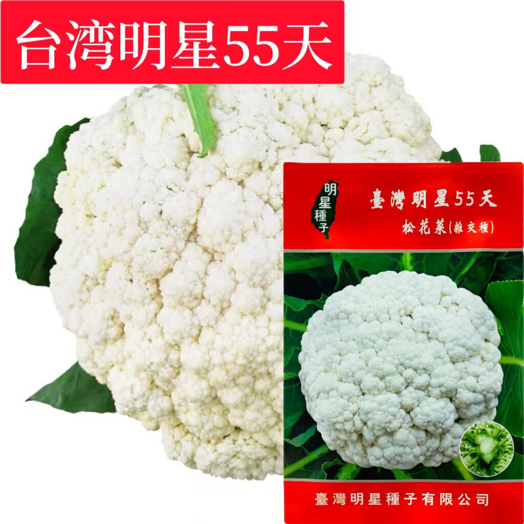 台湾明星55天进口松花菜种子早熟夏季耐高温品种有机花椰菜种子孑